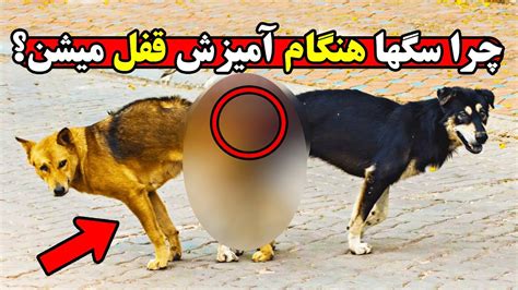 xxx سگ و زن|جفت گیری سگ با زن .